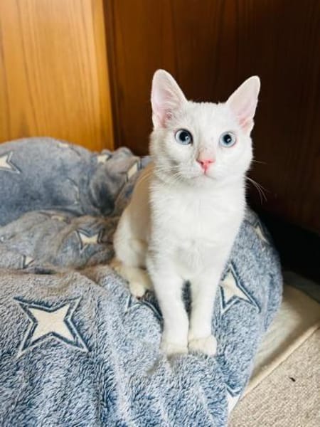 Yuki und Faye aus dem Tierschutz