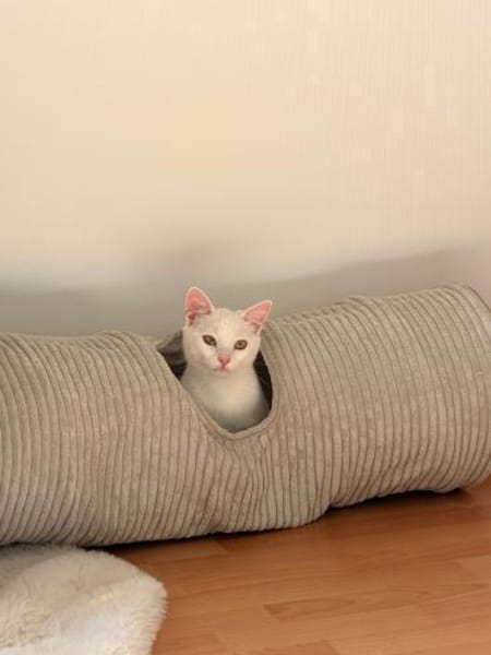 Yuki und Faye aus dem Tierschutz