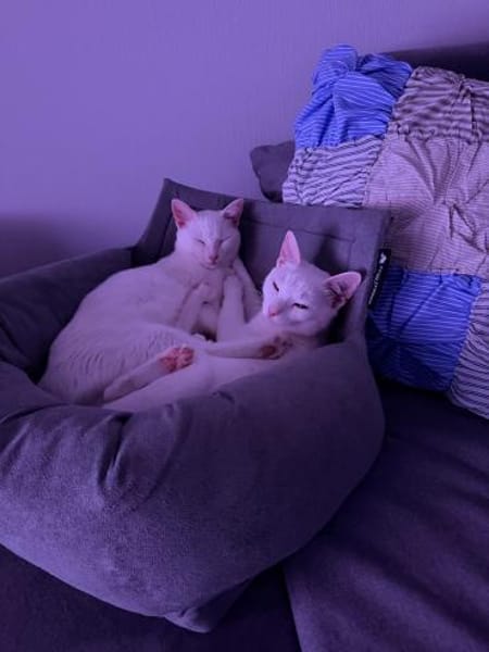 Yuki und Faye aus dem Tierschutz