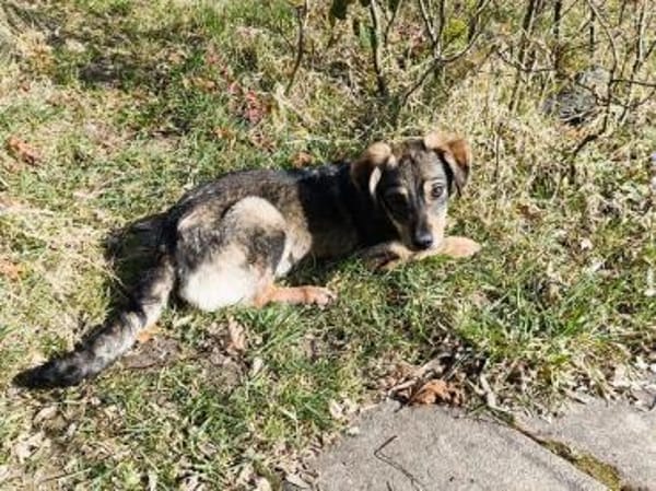 HEIDI-bezaubernde Jung-Hündin, 32 cm