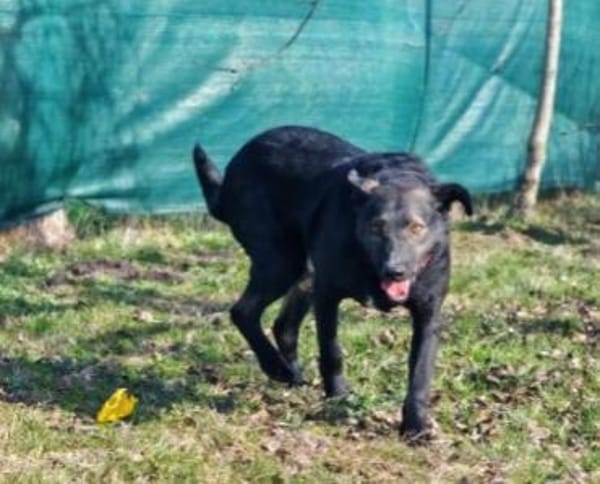 Wolf möchte sein Herz verschenken