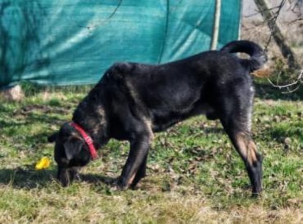 Wolf möchte sein Herz verschenken