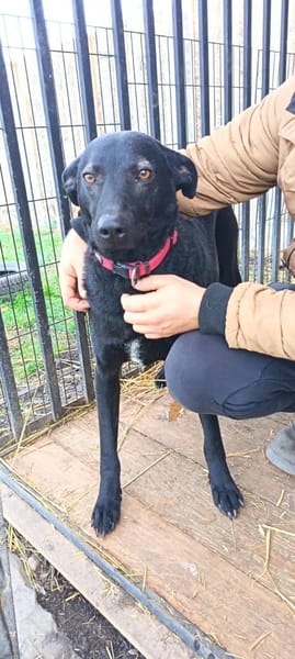 Wolf möchte sein Herz verschenken