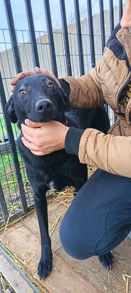 Wolf möchte sein Herz verschenken