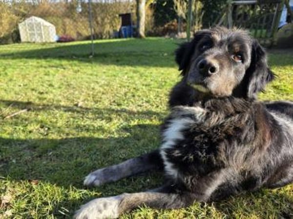 SVENJA-ruhige Hündin,längeres Fell,54cm