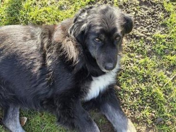 SVENJA-ruhige Hündin,längeres Fell,54cm