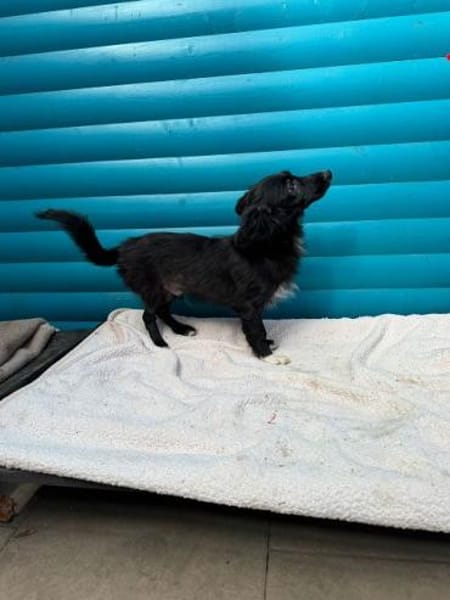 TOKIO-süßer, verspielter Welpen-Rüde,