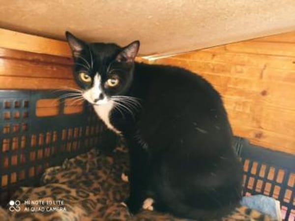 Oreo - ruhige Katze sucht dich!