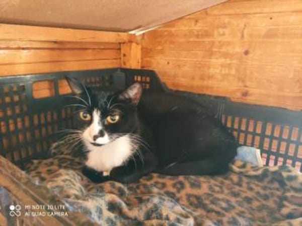 Oreo - ruhige Katze sucht dich!