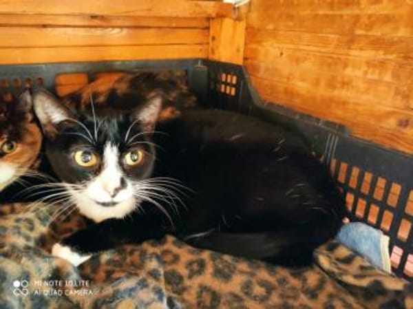 Oreo - ruhige Katze sucht dich!