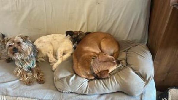 WILMA sucht ruhiges Zuhause