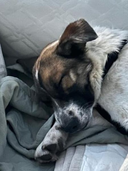 WILMA sucht ruhiges Zuhause