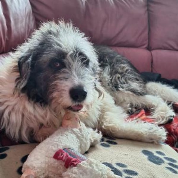 Leslie ❤ bezaubernde liebe Hündin