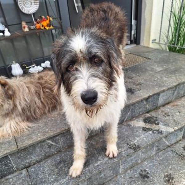 Leslie ❤ bezaubernde liebe Hündin