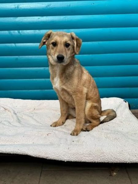 DENNIS-wunderschöner Welpen-Rüde,39cm