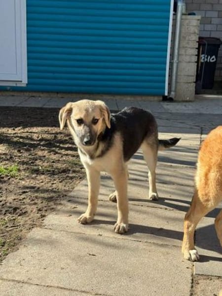 DINA-hübsche, verspielte Welpen-Hündin