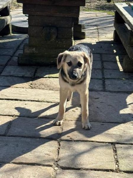 DINA-hübsche, verspielte Welpen-Hündin