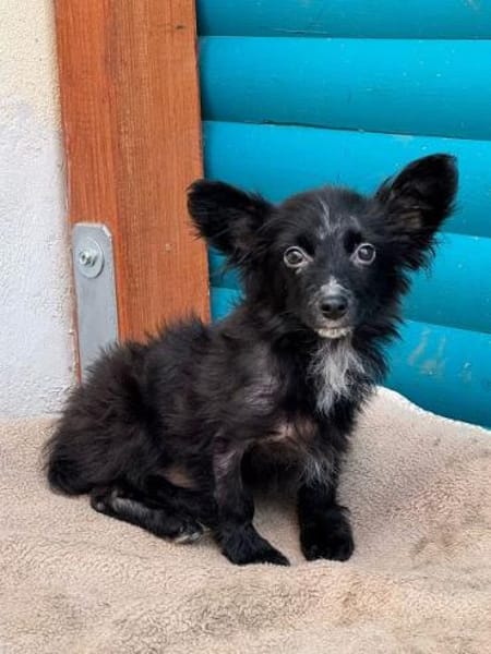 TWIX-bezaubernder, hübscher Welpen-Rüde