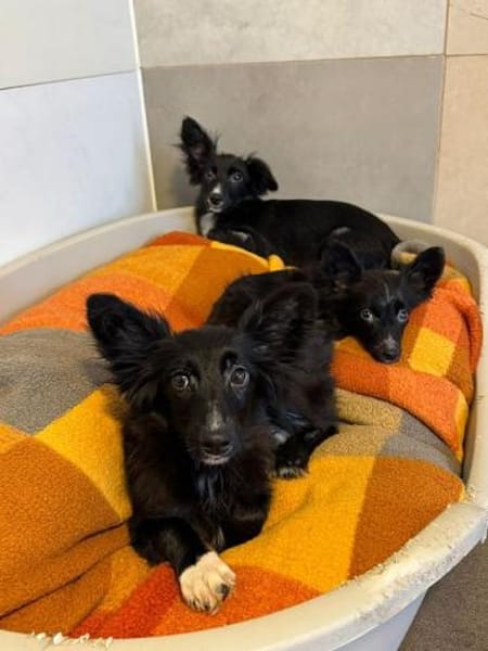 TWIX-bezaubernder, hübscher Welpen-Rüde