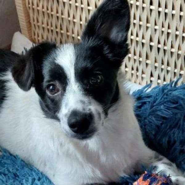 süßes Welpenmädchen Lena auf PS 91278