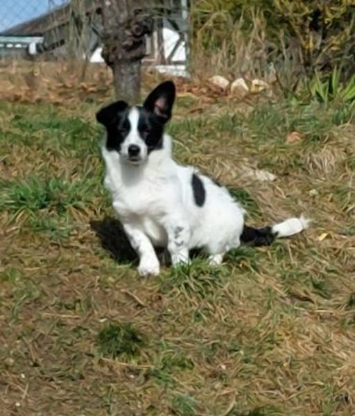 süßes Welpenmädchen Lena auf PS 91278