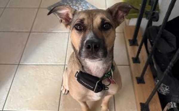 Xenia - fröhliche, liebe Hündin