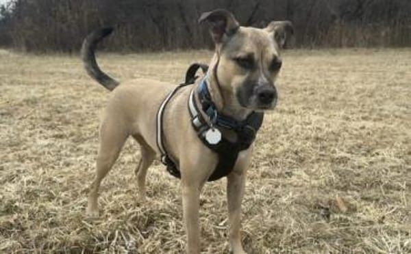 Xenia - fröhliche, liebe Hündin