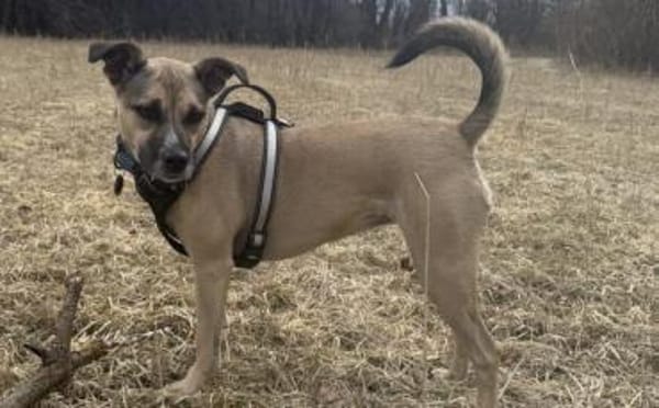 Xenia - fröhliche, liebe Hündin