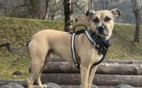 Xenia - fröhliche, liebe Hündin