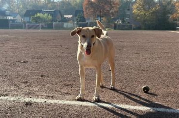 Aura - Hündin wartet in 50354 Hürth