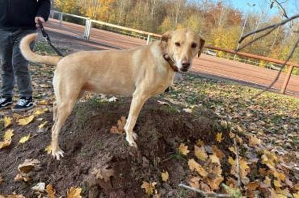 Aura - Hündin wartet in 50354 Hürth