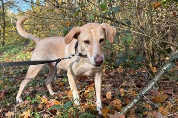 Aura - Hündin wartet in 50354 Hürth