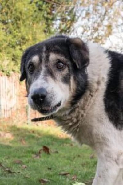 Moshu 50 cm (Pflegestelle)