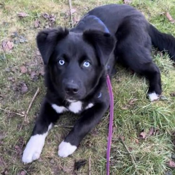 MILAN SUCHT EIN RUHIGES ZUHAUSE