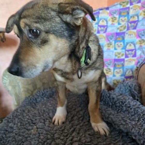 Bobby, der Schlichter vom Tierheim