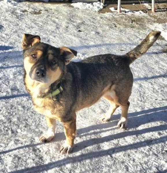 Bobby, der Schlichter vom Tierheim