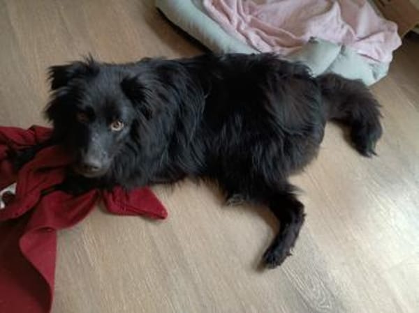 offener Parker auf PS in 95448