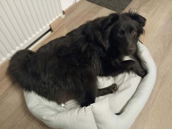 offener Parker auf PS in 95448