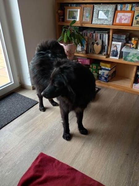 offener Parker auf PS in 95448