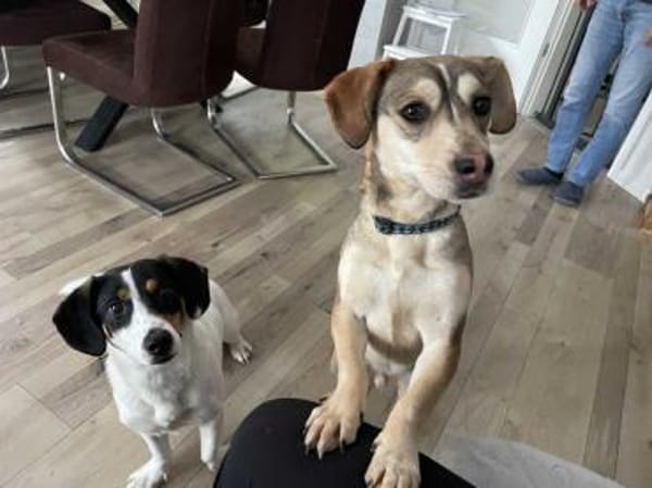 Dion - fast ein Schneehase