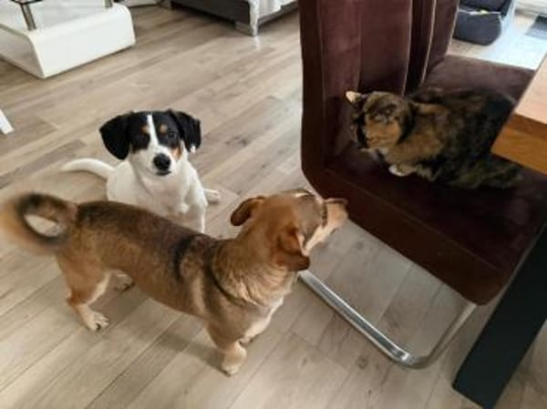 Dion - fast ein Schneehase