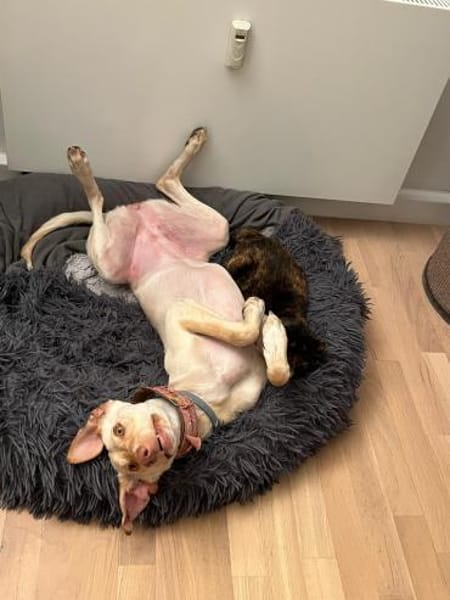 Laika - die Sportliche