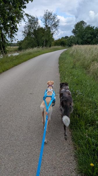 Laika - die Sportliche