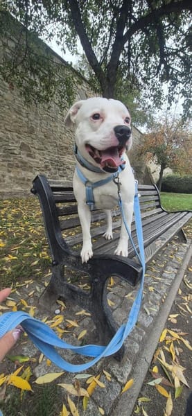 Grisu sucht ein neues Zuhause 🏡