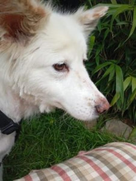 Flocke  55 cm (Pflegestelle)