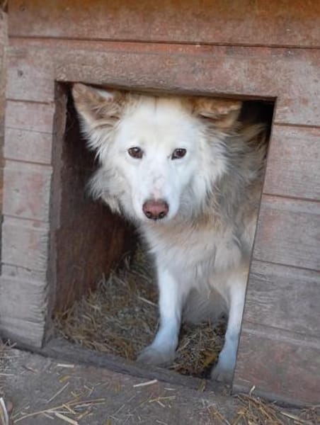 Flocke  55 cm (Pflegestelle)