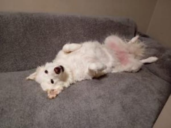 Flocke  55 cm (Pflegestelle)