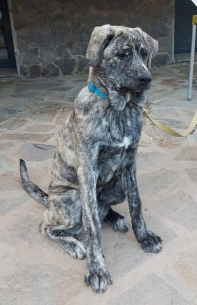 Chanel - das zarte Blümchen