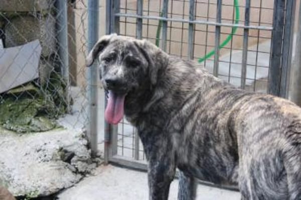 Chanel - das zarte Blümchen