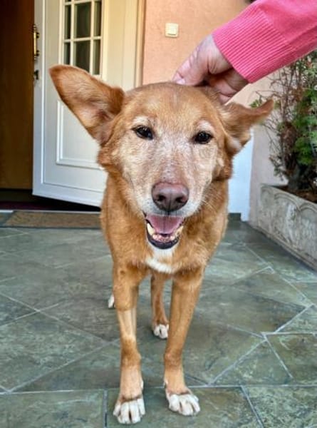 Menschenbezogener Lapa